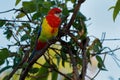 Eastern rosella - Platycercus eximius is a rosella native to southeast of the Australian continent and to Tasmania, introduced to