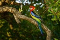 Eastern rosella - Platycercus eximius is a rosella native to southeast of the Australian continent and to Tasmania, introduced to