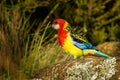 Eastern rosella - Platycercus eximius is a rosella native to southeast of the Australian continent and to Tasmania, introduced to