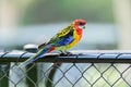 Eastern rosella (Platycercus eximius) parrot colorful small bird, animal sitting on a fence