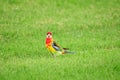 Eastern rosella (Platycercus eximius) parrot colorful small bird, animal sitting on green grass in city park