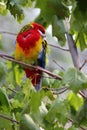 Eastern Rosella