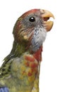 Eastern Rosella, Platycercus eximius, 5 weeks old