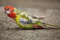 Eastern rosella Platycercus eximius.