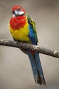 Eastern rosella Platycercus eximius. Royalty Free Stock Photo