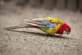 Eastern rosella Platycercus eximius.