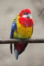 Eastern rosella & x28;Platycercus eximius& x29;.