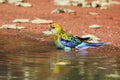 Eastern Rosella