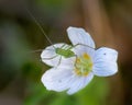 Eastern Saw-tailed Bush cricket nymph on white flower of common wood sorrel