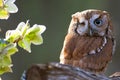 Eastern Screech Owl Royalty Free Stock Photo