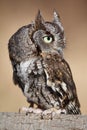 Eastern Screech Owl Royalty Free Stock Photo