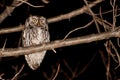 Eastern Screech Owl