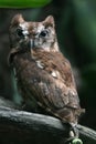 Eastern Screech Owl Royalty Free Stock Photo