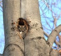 Eastern Screech Owl Royalty Free Stock Photo