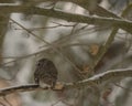 An eastern screech owl watches prey, from a tree, at dusk. Royalty Free Stock Photo