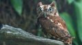 Eastern Screech Owl Angry Royalty Free Stock Photo
