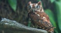 Eastern Screech Owl Angry