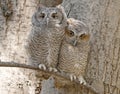 Eastern screech owl babies perched on a tree branch Royalty Free Stock Photo