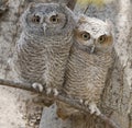Eastern screech owl babies perched on a tree bran Royalty Free Stock Photo