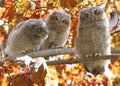 Eastern screech owl babies perched on a tree branch Royalty Free Stock Photo