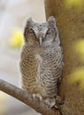 Eastern screech owl baby perched on a tree branch Royalty Free Stock Photo