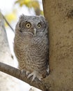 Eastern screech owl baby perched on a tree branch, Quebec Royalty Free Stock Photo