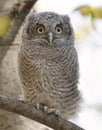 Eastern screech owl baby perched on a tree branch Royalty Free Stock Photo