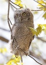 Eastern screech owl baby perched on a tree branch Royalty Free Stock Photo