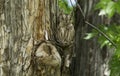 Eastern Screech Owl becomes one with the tree. Royalty Free Stock Photo