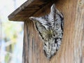 Eastern Screech-owl in Birdhouse