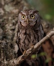 Eastern Screech Owl perched on a branch in a Tree in Florida Royalty Free Stock Photo