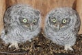 Eastern Screech-Owl Chicks Royalty Free Stock Photo