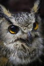 Eastern screech owl close up head Royalty Free Stock Photo