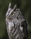 Eastern Screech Owl Close-Up Royalty Free Stock Photo