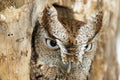 Eastern Screech Owl Closeup Royalty Free Stock Photo