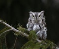 Eastern Screech Owl and Copyspace