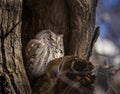 Eastern screech owl (Megascops asio) roosting in morning sunlight Royalty Free Stock Photo