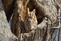 Eastern Screech Owl Royalty Free Stock Photo