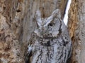 An Eastern screech owl with eyes open hunts from his nest in tree in Canada Royalty Free Stock Photo