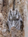 An Eastern screech owl with eyes open hunts from his nest in tree in Canada Royalty Free Stock Photo