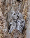 An Eastern screech owl with eyes open hunts from his nest in tree in Canada Royalty Free Stock Photo