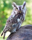 Eastern Screech Owl Royalty Free Stock Photo