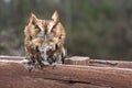 Eastern Screech Owl, Georgia USA