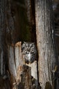 Eastern Screech owl gray morph