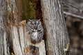 Eastern Screech owl gray morph Royalty Free Stock Photo