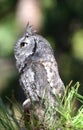 Eastern Screech Owl Royalty Free Stock Photo