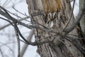 Eastern Screech Owl - Megascops asio Royalty Free Stock Photo