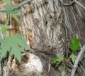 Eastern Screech Owl hiding in the open Royalty Free Stock Photo