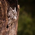Eastern Screech Owl Royalty Free Stock Photo