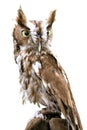 Eastern Screech Owl Isolated Royalty Free Stock Photo